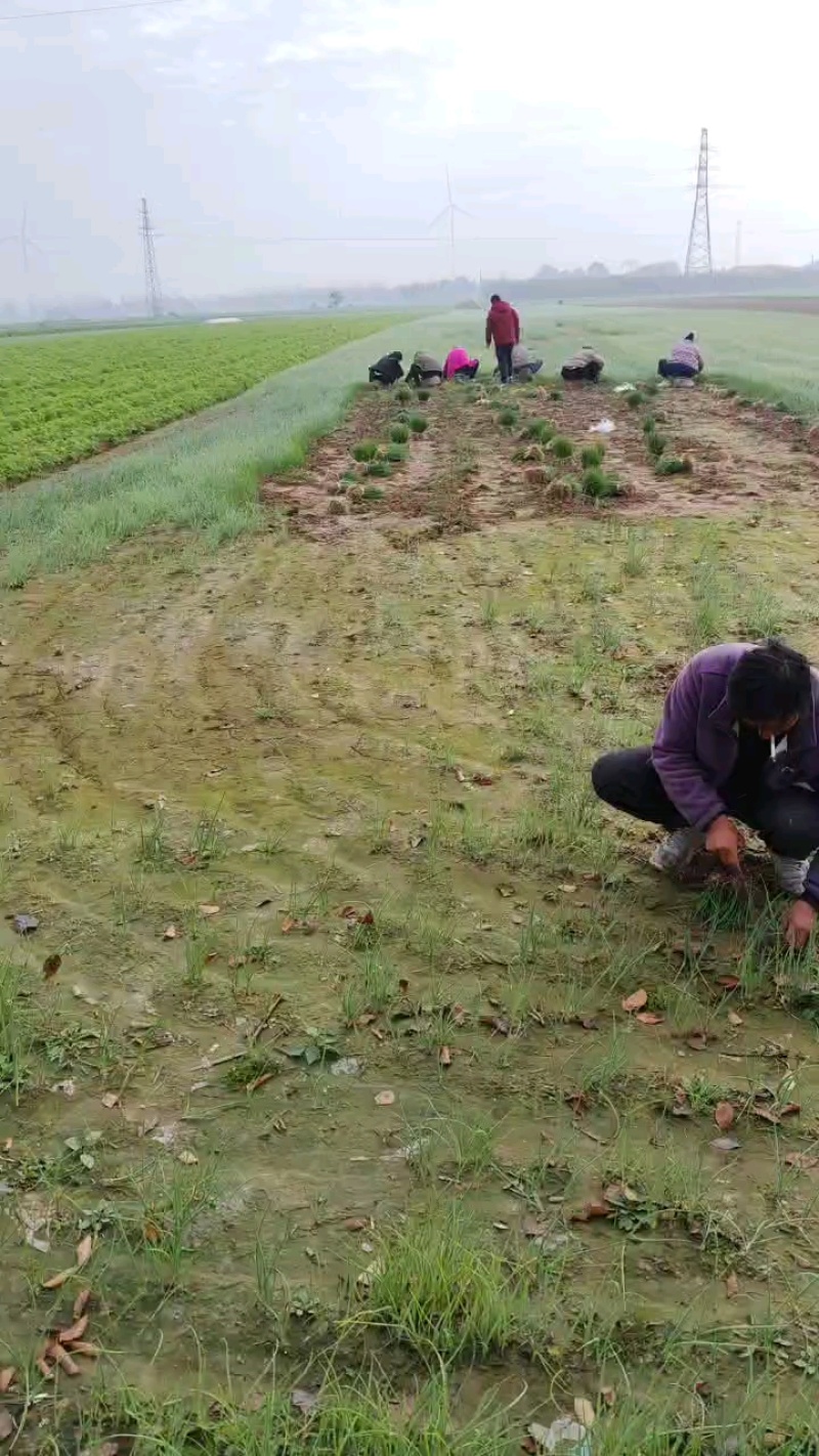 大量批发二红洋葱苗，保质保量保纯度，成活率高产量好