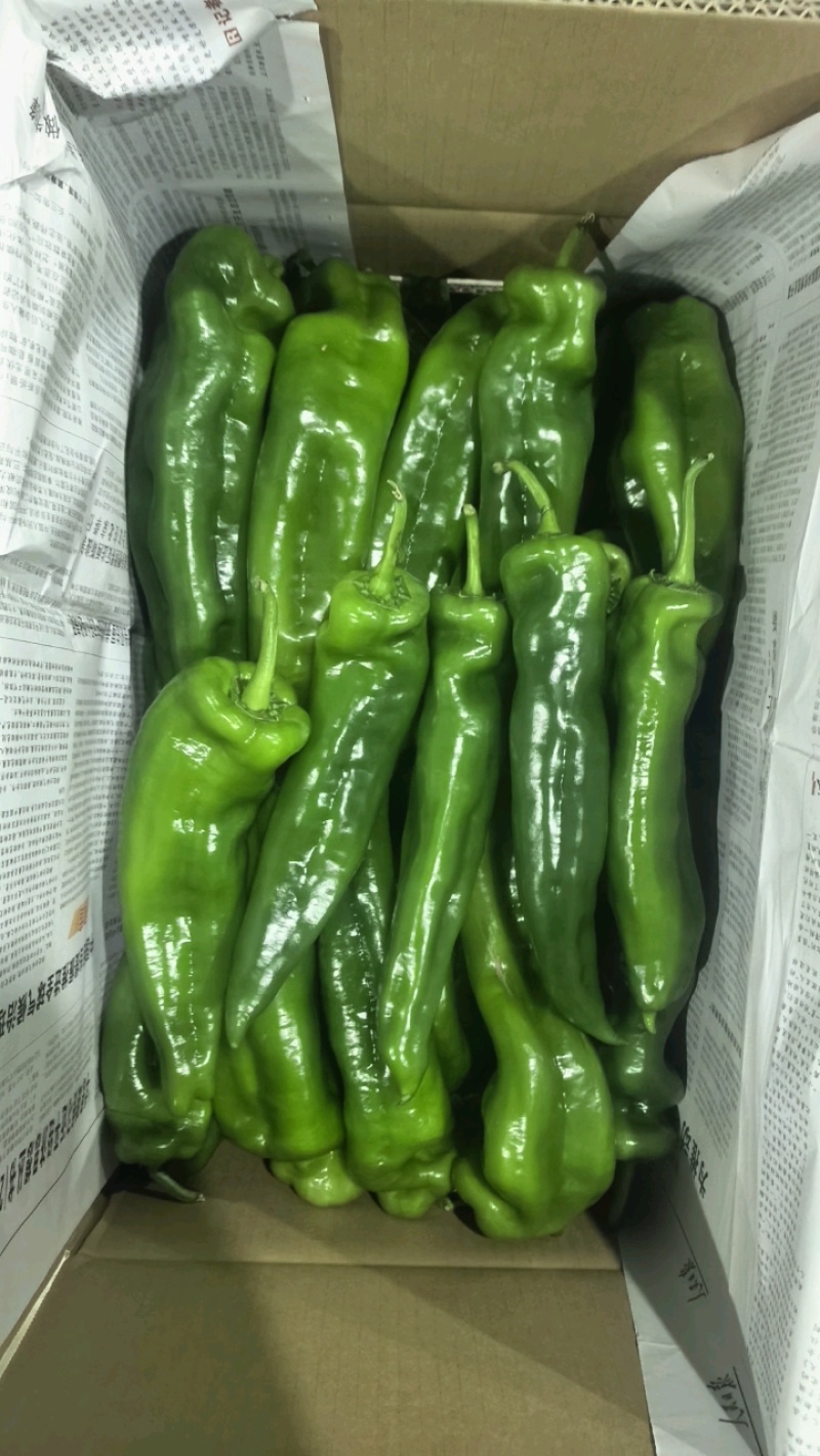 辣椒，泡椒，螺丝椒，芜湖椒，线椒产地，诚信经营，保质保量