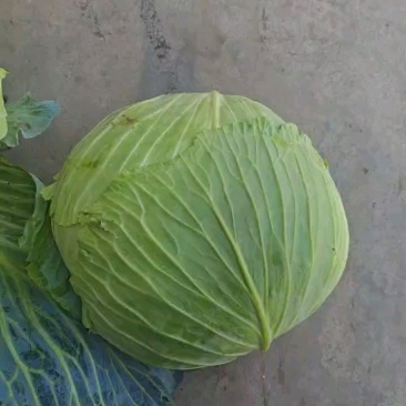 甘蓝大量有货产地直发保质保量诚信经营