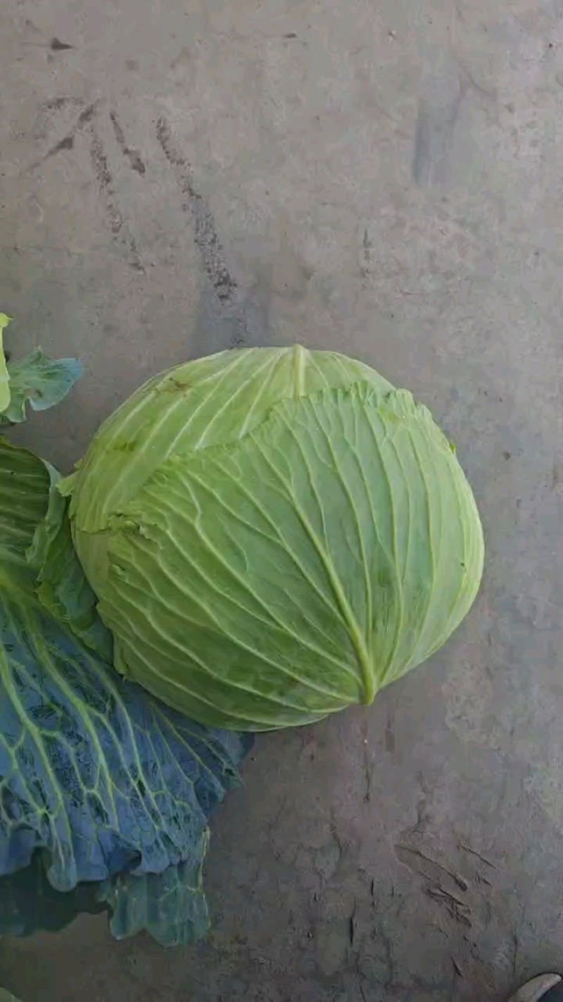 甘蓝大量有货产地直发保质保量诚信经营
