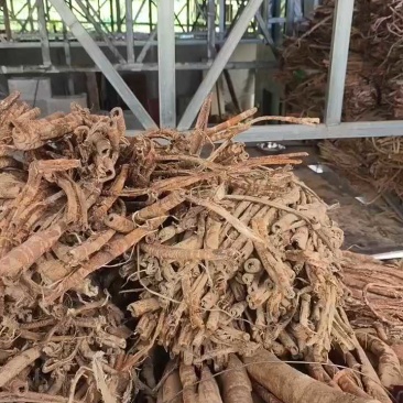 湖北恩施市咸丰县的白桑皮，全干无毒霉，需要的新老客订购