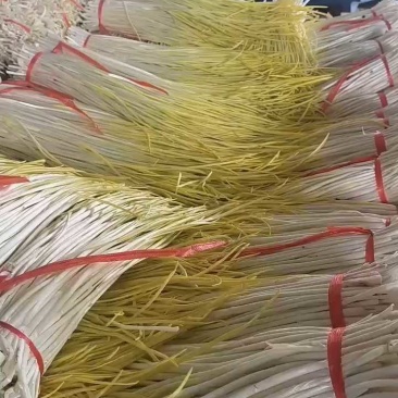 山东平邑精品蒜黄货源充足质量优良对接全国客商欢迎订购。