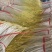 山东平邑精品蒜黄货源充足质量优良对接全国客商欢迎订购。
