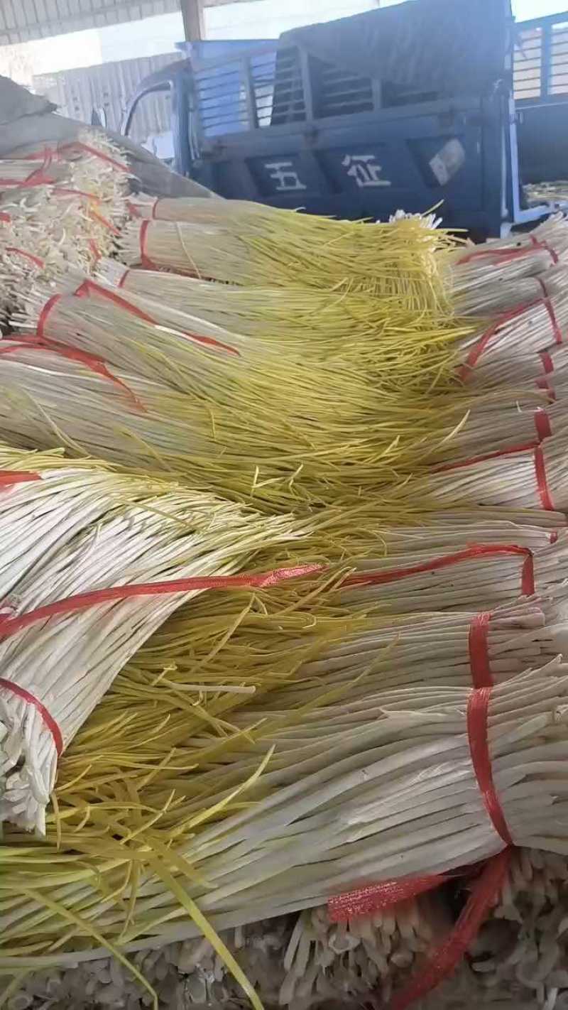 山东平邑精品蒜黄货源充足质量优良对接全国客商欢迎订购。