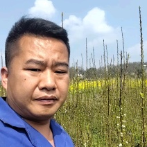 贵州六马蜂糖李苗正宗蜂糖李苗，原产地蜂糖李苗