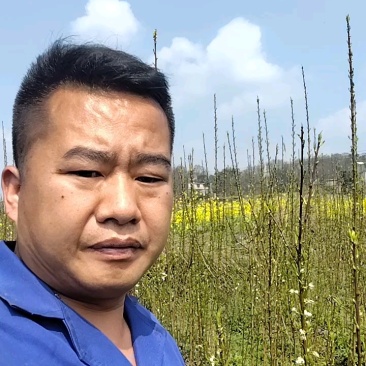 贵州六马蜂糖李苗正宗蜂糖李苗，原产地蜂糖李苗