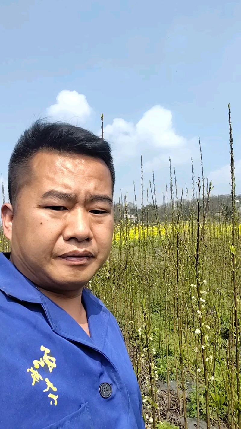 贵州六马蜂糖李苗正宗蜂糖李苗，原产地蜂糖李苗