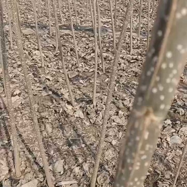 107杨树苗量大种条批发