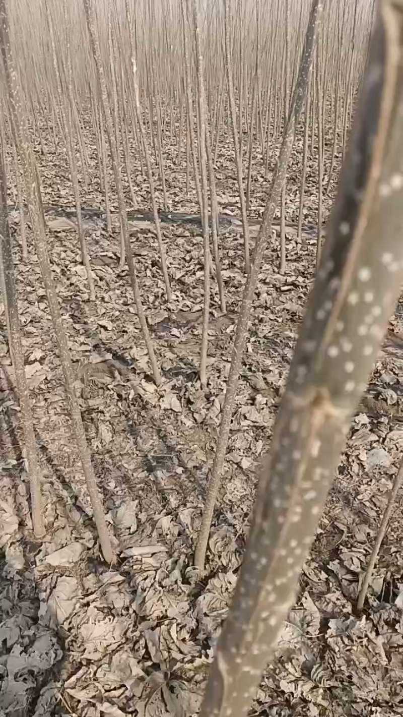 107杨树苗量大种条批发