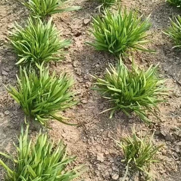 宽露天韭菜红根出菜了，