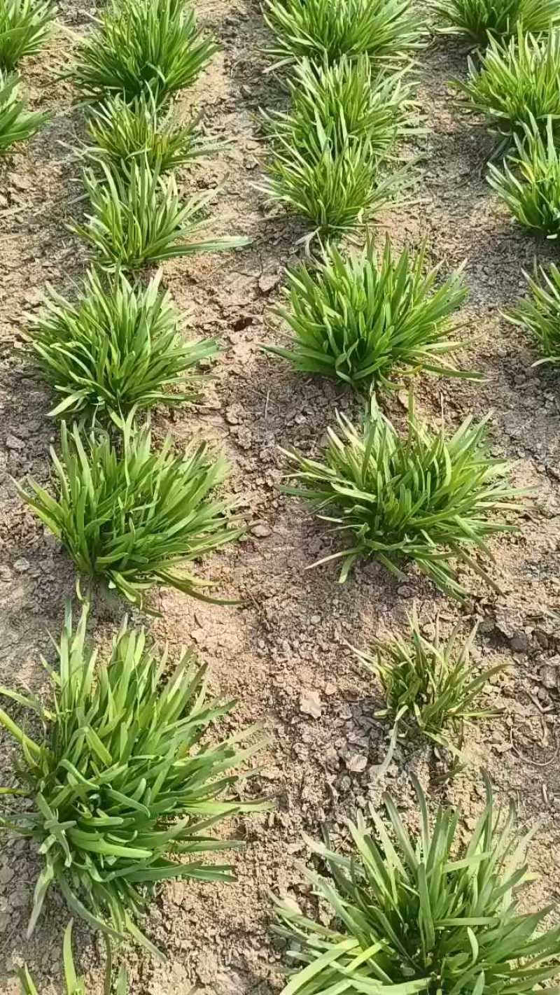 宽露天韭菜红根出菜了，