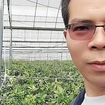 【产地直供】产地直供源头云南高原蓝莓新鲜现摘顺丰空运直