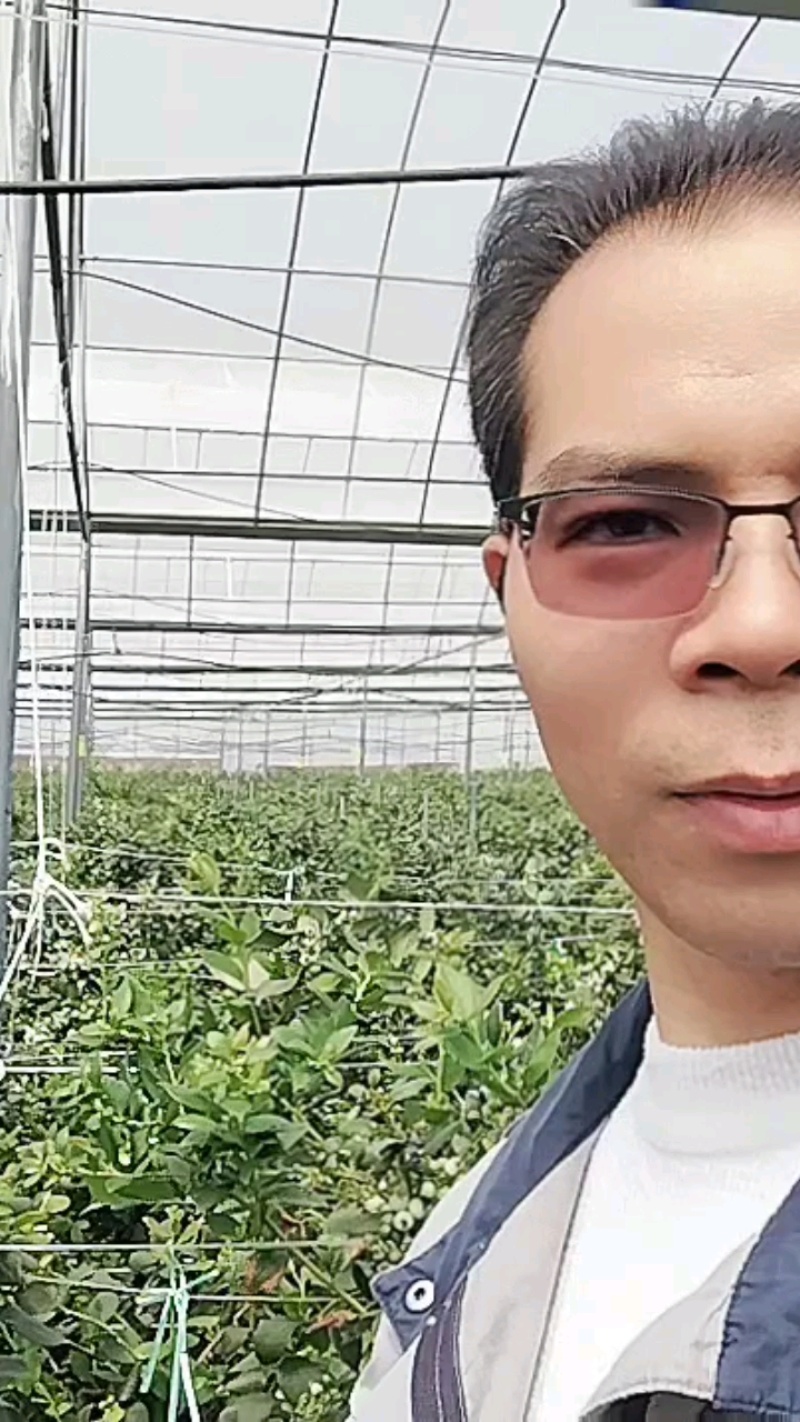 【产地直供】产地直供源头云南高原蓝莓新鲜现摘顺丰空运直