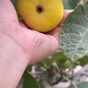 金傲芬无花果树苗，基地直发，假一赔十，包品种包结果包成活