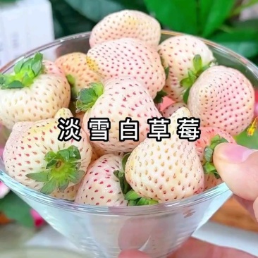 【一件代发】淡雪草莓品质保障新鲜现发顺丰发货