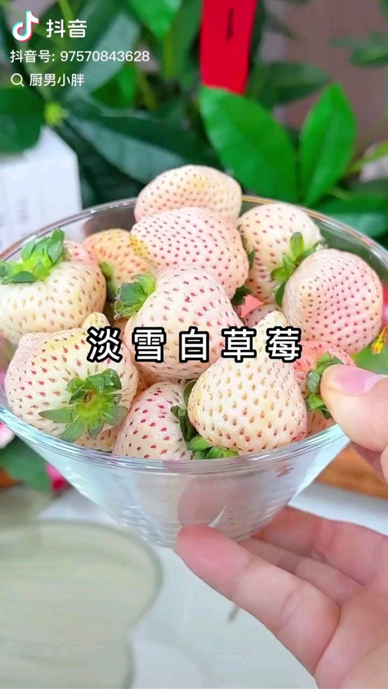 【一件代发】淡雪草莓品质保障新鲜现发顺丰发货
