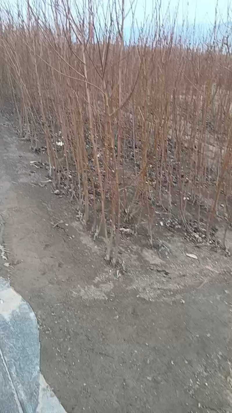 大红袍李子苗，自家苗圃繁育苗，保证纯度保证质量，死苗补发