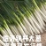 临沂原产地铁杆大葱葱白长掐头去尾净葱毛葱都有可打捆装袋无