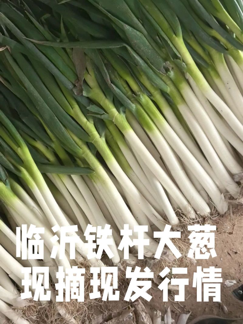 临沂原产地铁杆大葱葱白长掐头去尾净葱毛葱都有可打捆装袋无