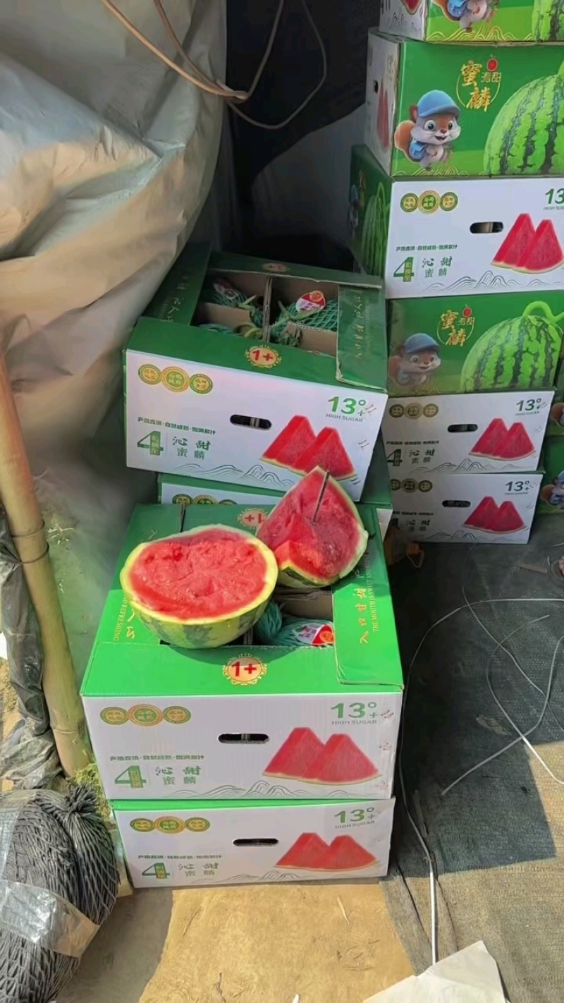 云南省盈江县麒麟美都，无籽
