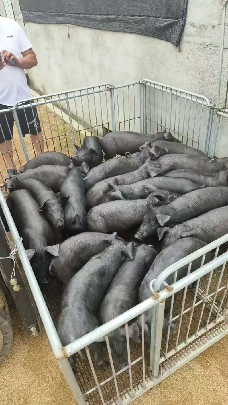 黑土仔猪厂家销售货源充足质量保证全国包邮包成