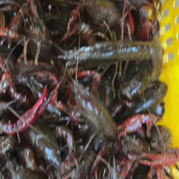 湖北潜江精品小龙虾产地直发，有档口，可以现场考察