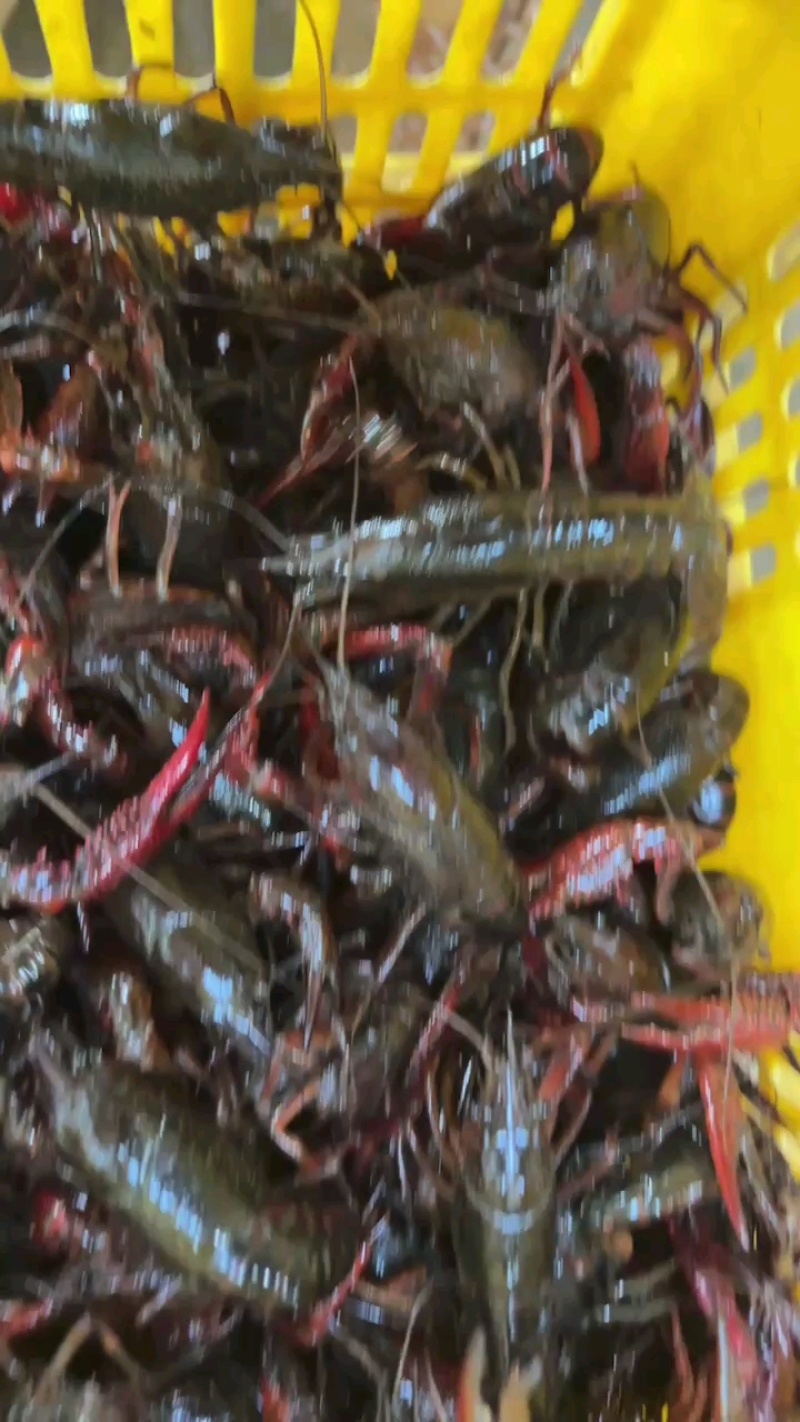 湖北潜江精品小龙虾产地直发，有档口，可以现场考察