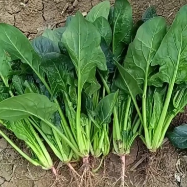 河南平顶山汝州市大叶菠菜
