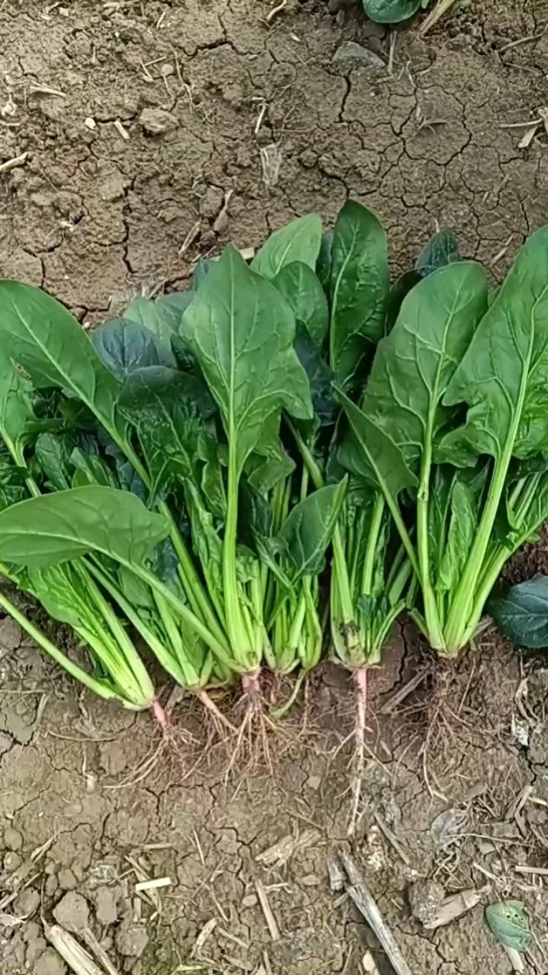 河南平顶山汝州市大叶菠菜