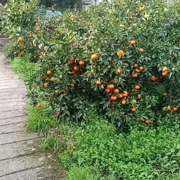 重庆，大量上市，一手货源，电商供应