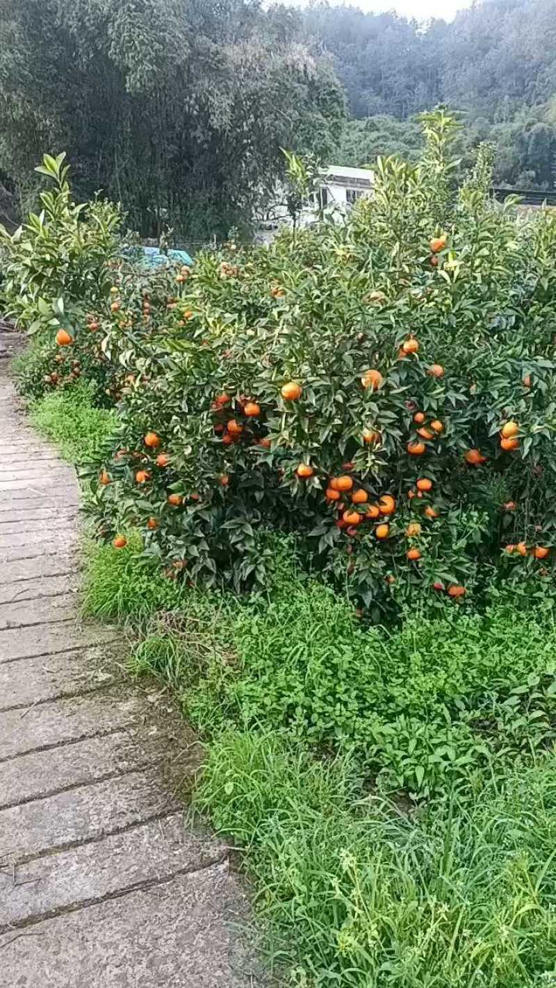 重庆，大量上市，一手货源，电商供应