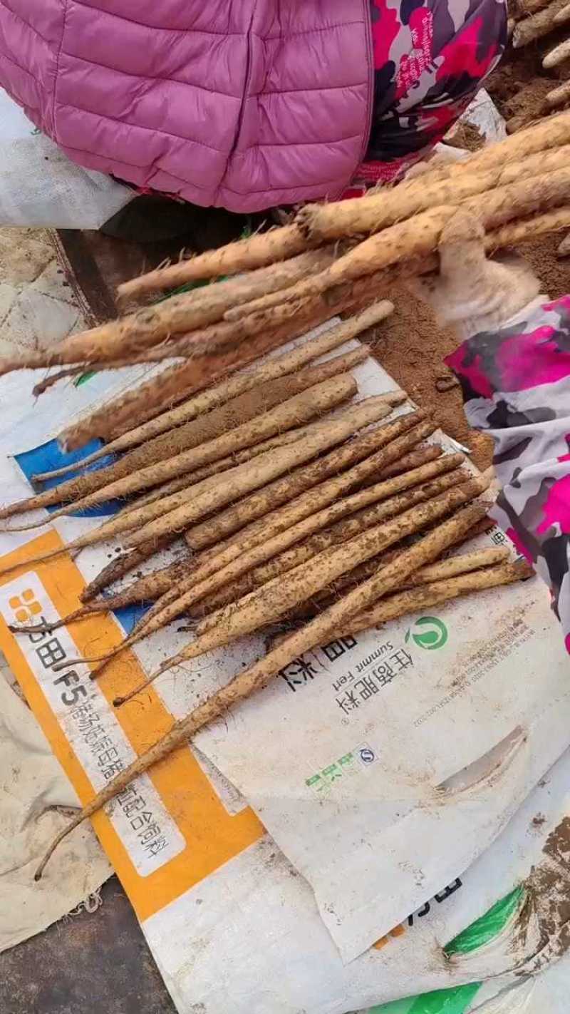 山药铁棍山药规格齐全精挑细选好货对接全国量大从优