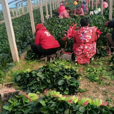 陕西乾县菠菜，6毛/斤，叶片肥厚！