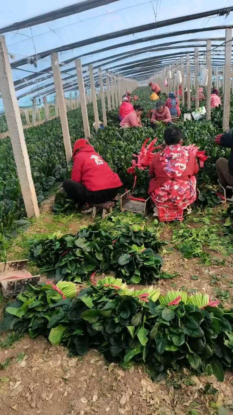 陕西乾县菠菜，6毛/斤，叶片肥厚！