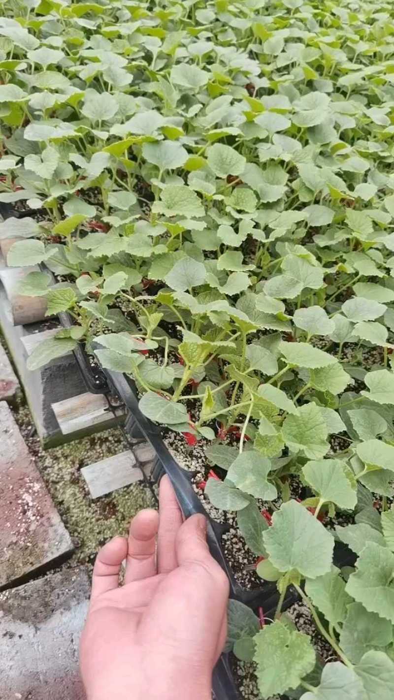 【精品】绿宝甜瓜苗，直颗、嫁接苗，基地现发，量大从优