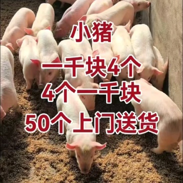 湖北猪场备案车免费送猪【猪到付款健康安全防疫检疫齐全】
