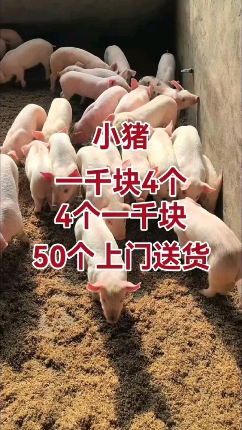 湖北猪场备案车免费送猪【猪到付款健康安全防疫检疫齐全】