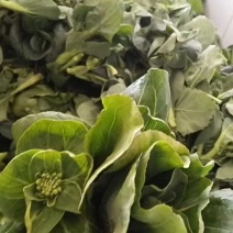江苏青菜苔