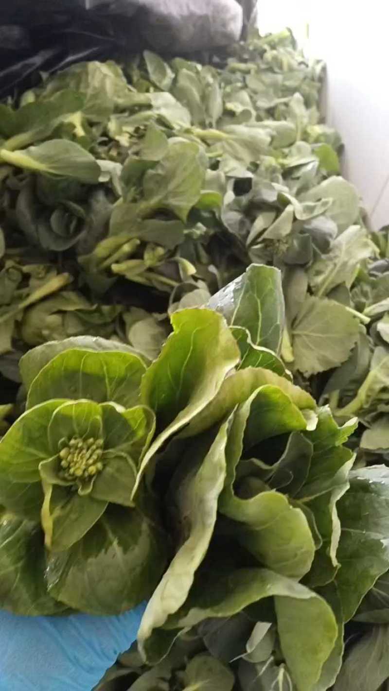 江苏青菜苔