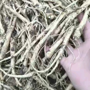 桔梗芽大量批发，常年批发各种中药材种苗