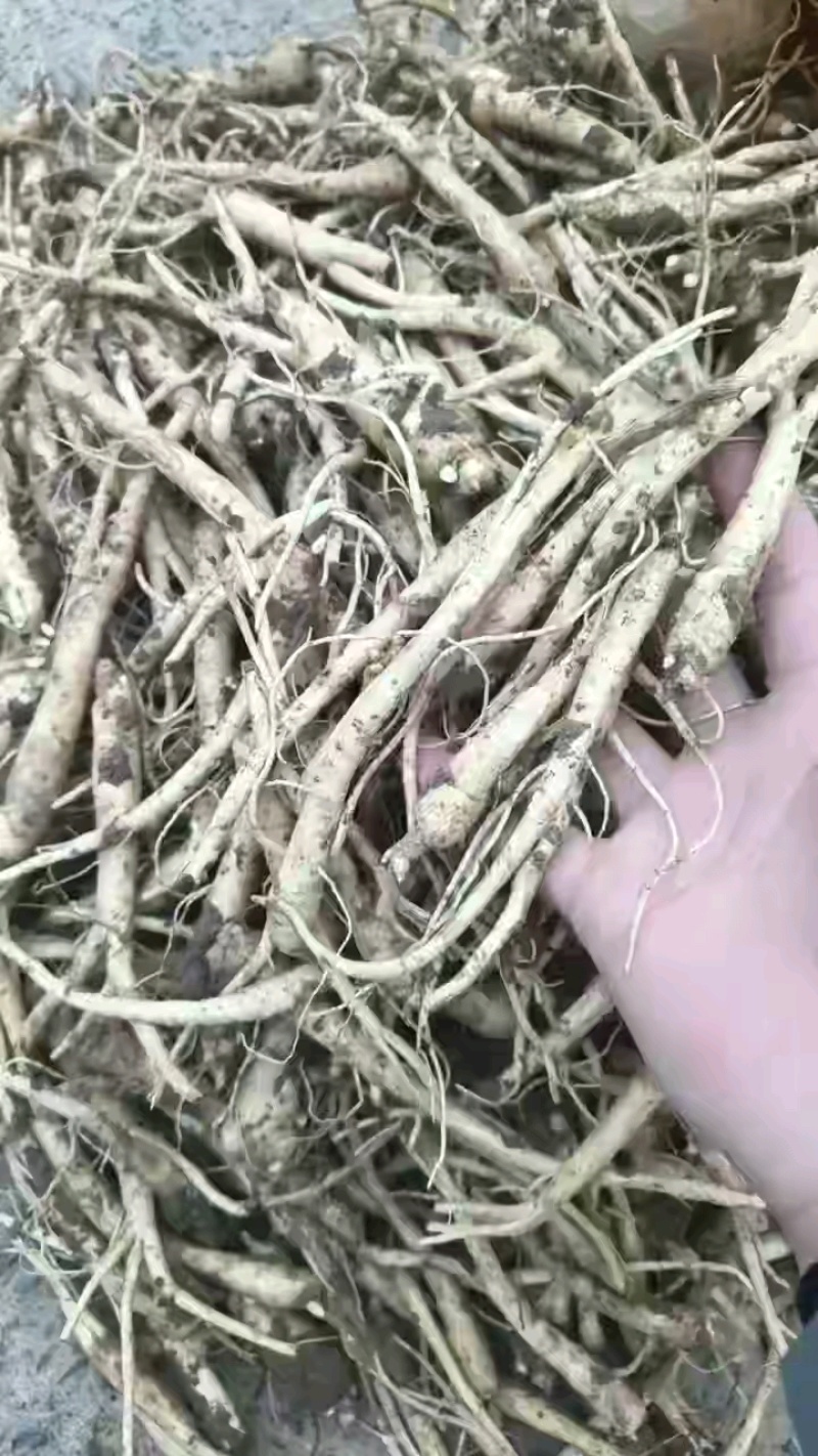 桔梗芽大量批发，常年批发各种中药材种苗