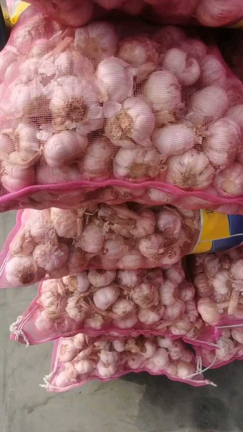 精品金乡大蒜产地直发价格美丽对接各大商超欢迎咨询