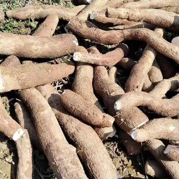 华南九号黄肉木薯品质保证服务周到产地直发价格美丽