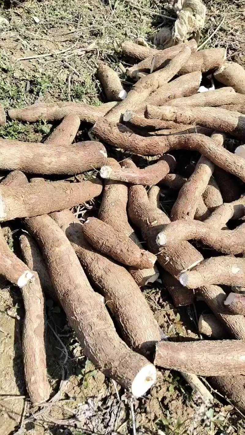 华南九号黄肉木薯品质保证服务周到产地直发价格美丽