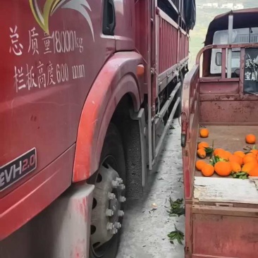 长虹脐橙果大纯甜/颜色火红椭圆形/按需采摘鲜果直发各地