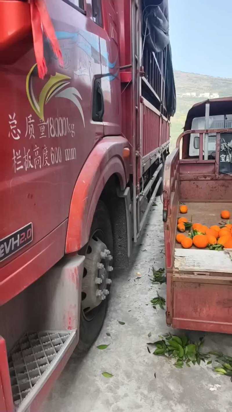 长虹脐橙果大纯甜/颜色火红椭圆形/按需采摘鲜果直发各地