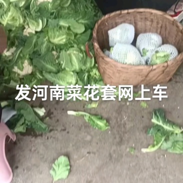 白花菜散装