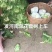 白花菜散装