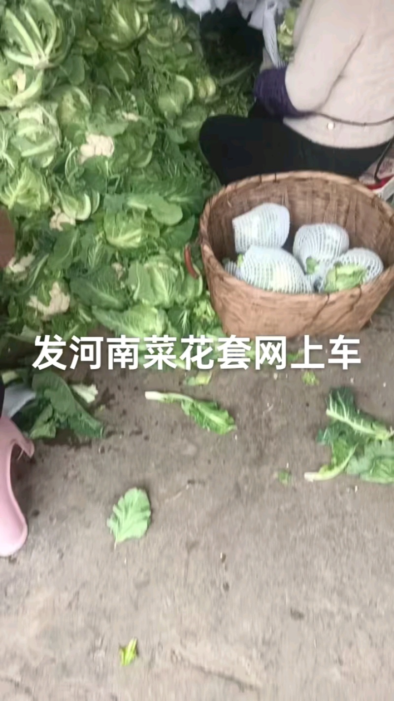 白花菜散装