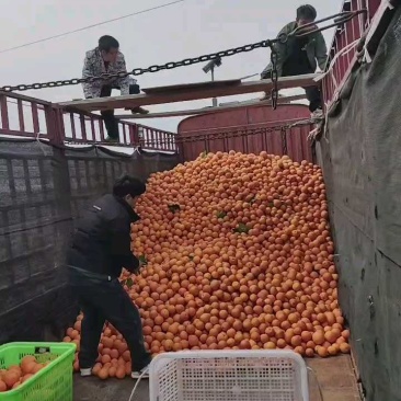 正宗奉节脐橙长江边上的民甜